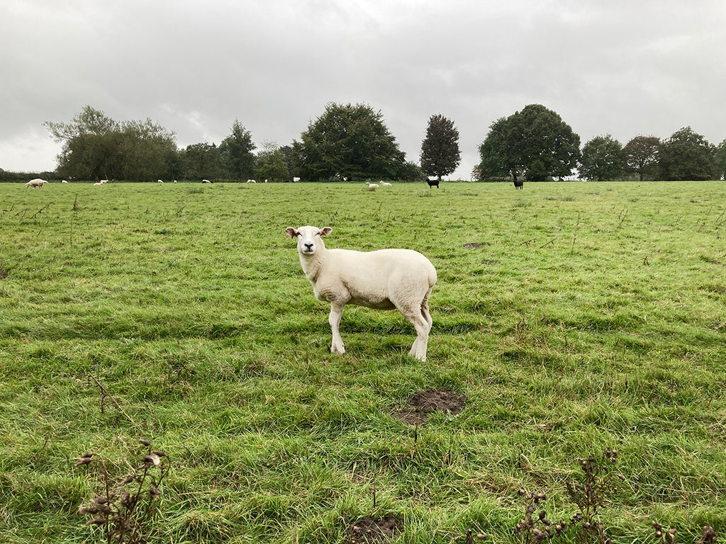 lone sheep in a field